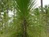 Longleaf Pine