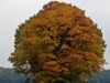 Southern Red Oak
