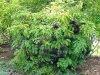 American Elderberry