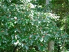 Carolina Buckthorn