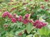 Coralberry