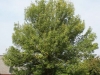 Green Ash