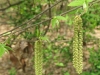 Hazel Alder