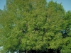 Laurel Oak
