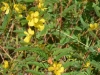 Partridge Pea