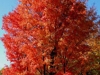 Red Maple
