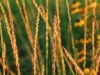 Sideoats Grama