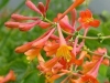 Trumpet Honeysuckle