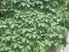 Virginia Creeper