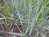 Western Wheatgrass