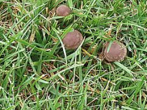 mushrooms-in-grass